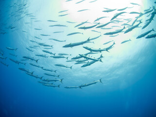 School of Blackfin barracuda (Rangiroa, Tuamotu Islands, French Polynesia in 2012)