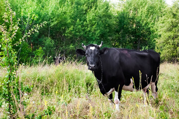 Naklejka na ściany i meble Black caw grazing on a meadow on green trees background