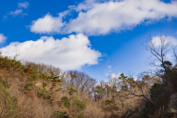 Obraz premium 青空と雲と葉の落ちた木