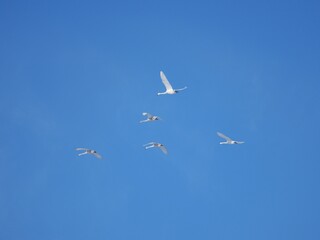 Nils Holgersson, Schwäne in der Luft