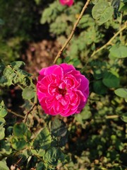 pink rose bush