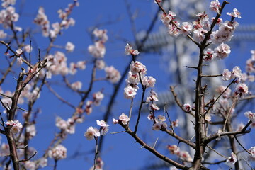 梅の花