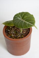 plant in pot,, plant flora, Alocasia Black Velvet leaf
