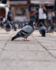 Pigeon on the street