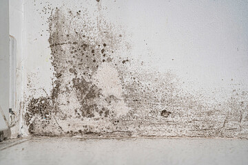 white wall with black mold. dangerous fungus for human health