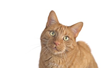 Orange cat Looking curious to the camera. Isolated on white background with copy space