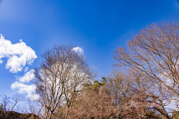 青空と葉の落ちた木