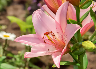 Lily. Pink lily flower in summer in the garden.