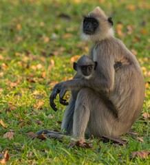 grey langur with baby sitting on grass