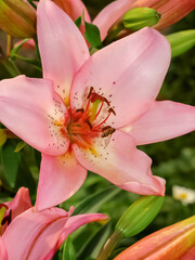 Pink lily flower in the garden.