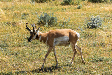 Young pronghorn - scientific name: antilocapra americana - grazing in a grassland at the end of summer - Yellowstone National Park, WY - USA