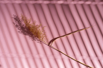 Branch on pink backdrop in light and shadow