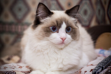 Young beautiful purebred Ragdoll cat at home