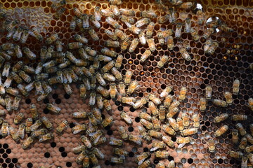 api nella costruzione del favo