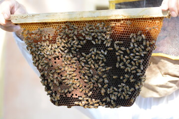 api al lavoro per produzione miele