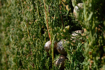 Cypress fruit and leafs