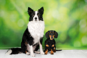 portrait on a studio background border collie and dachshund dogs of different breeds in one photo
