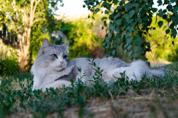 Naklejka na ściany i meble Fluffy cat lies on green lawn with soft background and branches in the foreground
