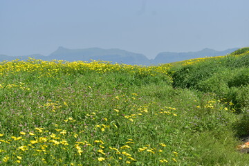 field of yellow flowers