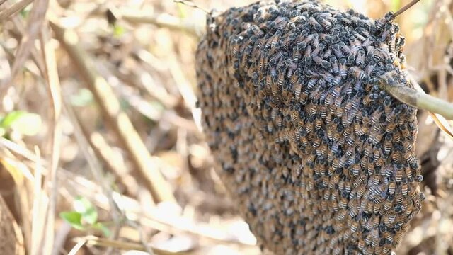 Mim or small bees that nest on branches in the forest.Close up