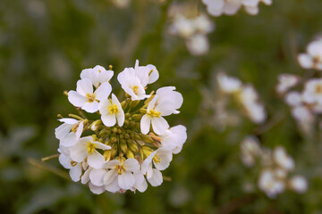 Wild white flower in spring