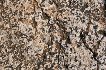 surface of the pinkish rock covered with lichen and moss