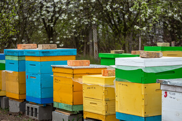 Blossoming garden with apiary. Bees spring under the flowering trees of apple trees. Red tulips on the background of hives.