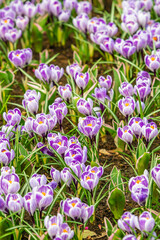 Crocus Field. crocus flowering in the early spring garden.