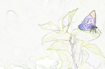 butterfly
