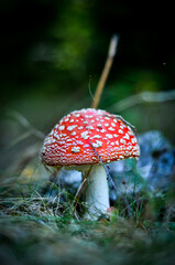 fly agaric mushroom