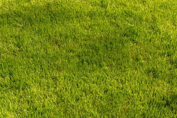 Green grass texture background Top view