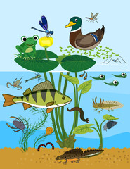 Animals living in pond. Ecosystem of pond. Diverse inhabitants of pond (fish, amphibian, leech, insects and bird) in their natural habitat