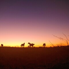 Fototapeta na wymiar Horses in the field with sunset