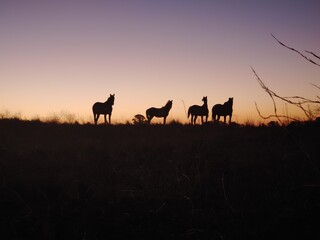 Fototapeta na wymiar Horses in the field with sunset. 