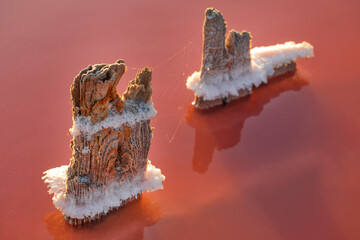 Wooden poles are damaged by the salt water of the pink lake.