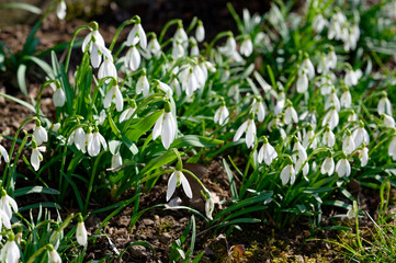 Snowflake flowers in forest in the spring