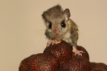 A flying squirrel (Lomys horsfieldi) is eating a bark. These animals are nocturnal or active at night. 