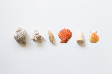 Shellfish on white background. summer marine decoration. flat lay, top view, copy space