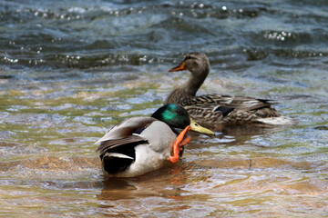 A Pair of Mallard Ducks