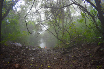 fog in the forest