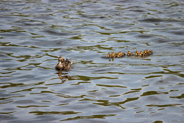Female Mallard and Ducklings