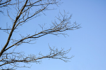 Horizontally growing branches of tree without leaves on blue sky background in autumn - winter season. Copy space.