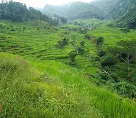 rice field