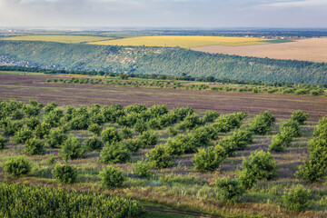Fototapeta na wymiar Orchards and fields in Saharna Noua village, Moldova