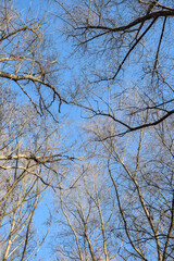 Fototapeta na wymiar Tops of trees on background of blue clear sky in forest. Bottom view. Vertical photo.