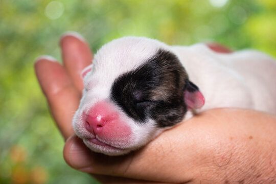 Cachorro recien nacidos en manos grandes. (blanco)
