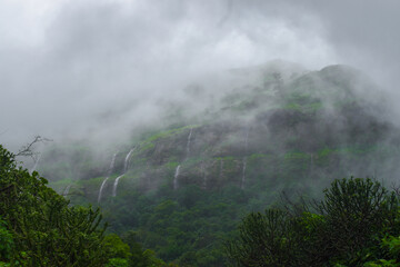 fog in the forest