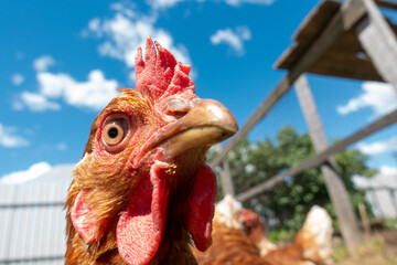 Chicken head looking at the camera from above close up