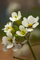 macro de flor blanca en primavera