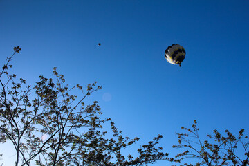 青空を彩るカラフルな気球 | 秋田県横手市